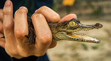 Baby Crocodile