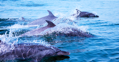 Wild Dolphins