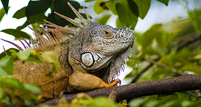 Iguana