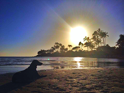 Pet Travel - Dog on a Beach