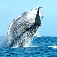 Unique Vallarta-Beautiful Nature