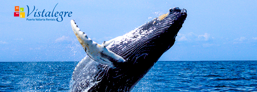 Whale Season in PV