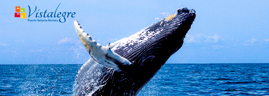 Whale Season in PV 