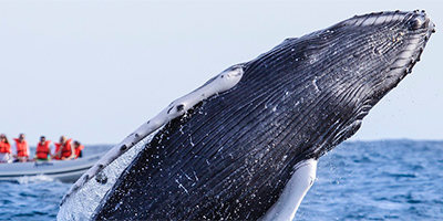 Whale Season in PV - Whales in a Boat