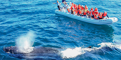 Whale Season in PV - Whales Singing