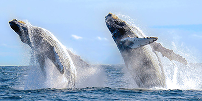 Whale Season in PV - Whales Watching