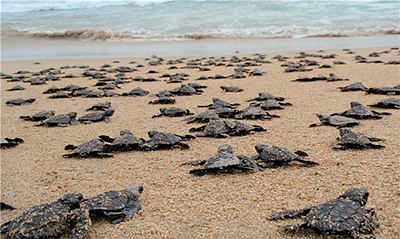 Bucketlist - Baby Turtles